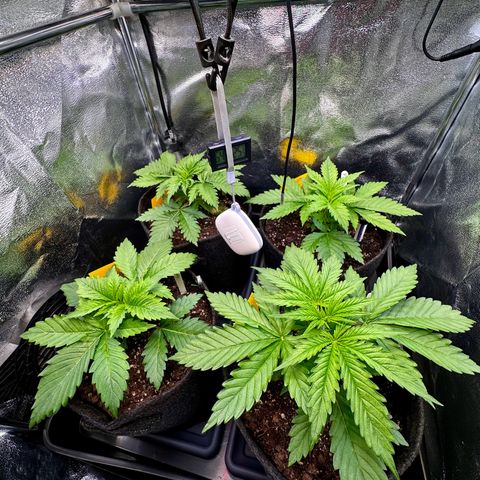 Pineapple Kush growlog timeline photo