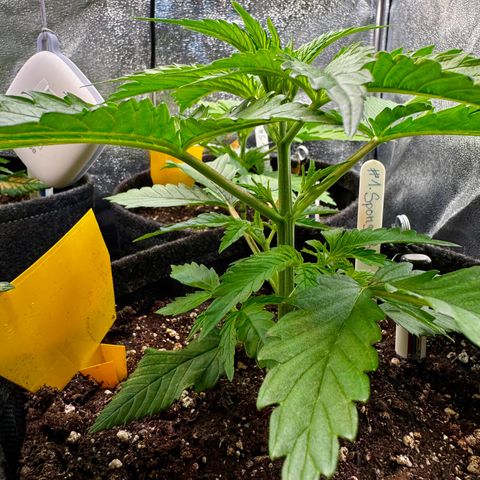 Pineapple Kush growlog timeline photo