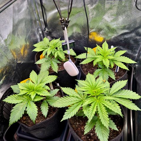 Pineapple Kush growlog timeline photo