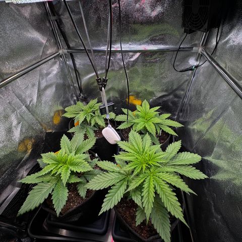 Pineapple Kush growlog photo: Vor dem Gießen am Morgen