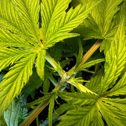 Pineapple Kush growlog timeline photo