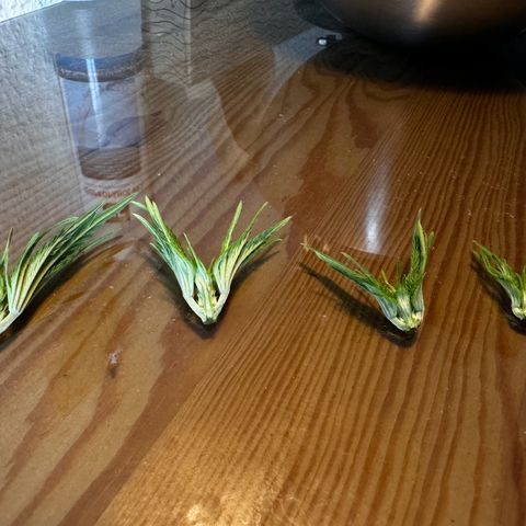 Pineapple Kush growlog timeline photo