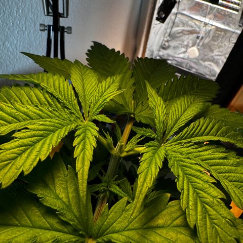 Pineapple Kush growlog timeline photo