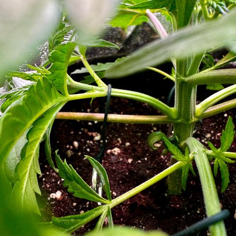 Pineapple Kush growlog timeline photo