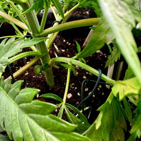 Pineapple Kush growlog timeline photo