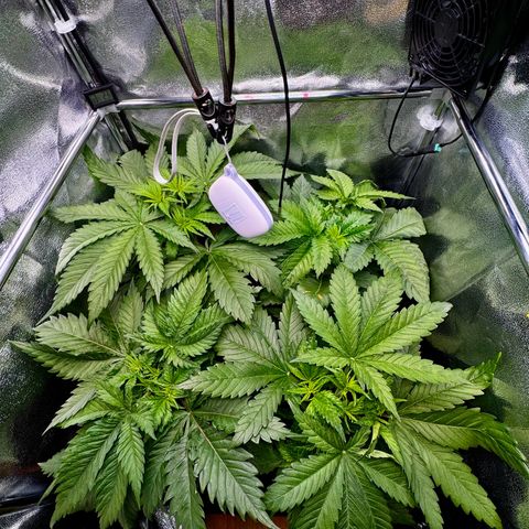 Pineapple Kush growlog timeline photo