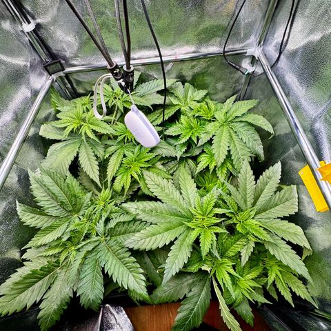 Pineapple Kush growlog timeline photo