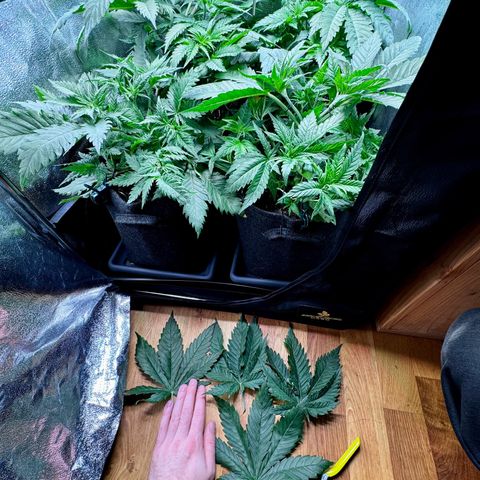 Pineapple Kush growlog timeline photo