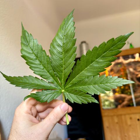 Pineapple Kush growlog timeline photo