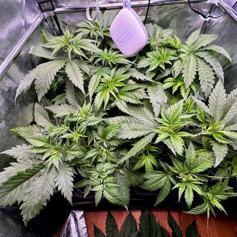 Pineapple Kush growlog timeline photo
