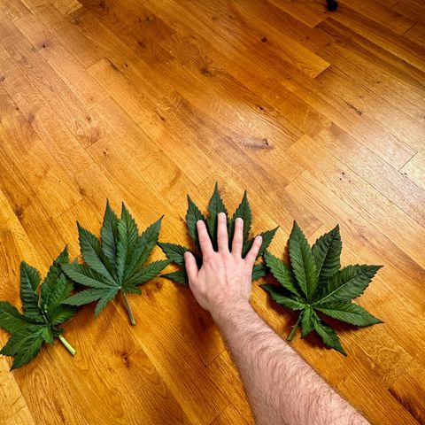 Pineapple Kush growlog timeline photo