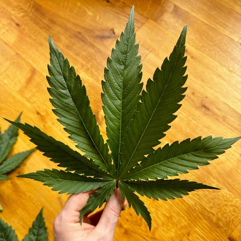 Pineapple Kush growlog timeline photo