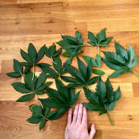 Pineapple Kush growlog timeline photo