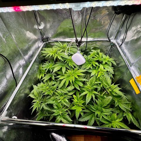 Pineapple Kush growlog timeline photo