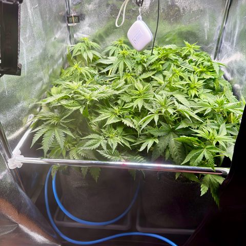 Pineapple Kush growlog timeline photo