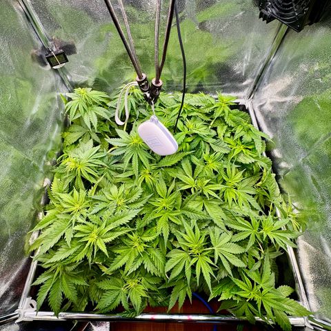 Pineapple Kush growlog timeline photo