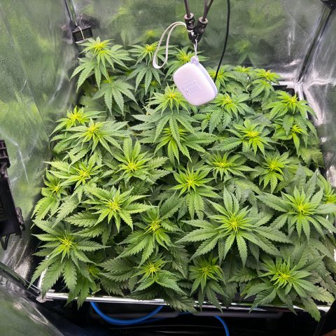 Pineapple Kush growlog timeline photo