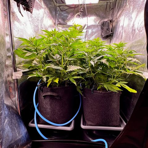 Pineapple Kush growlog photo: Vor dem Lollipoppen