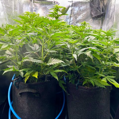 Pineapple Kush growlog photo: Vor dem Lollipoppen