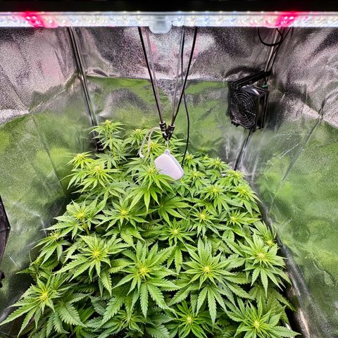 Pineapple Kush growlog photo: Vor dem Lollipoppen