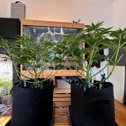 Pineapple Kush growlog photo: Nach dem Lollipoppen