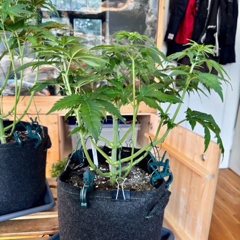 Pineapple Kush growlog photo: Nach dem Lollipoppen