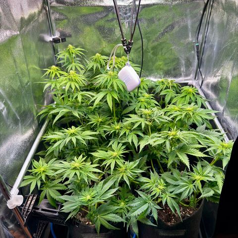 Pineapple Kush growlog photo: Nach dem Lollipoppen