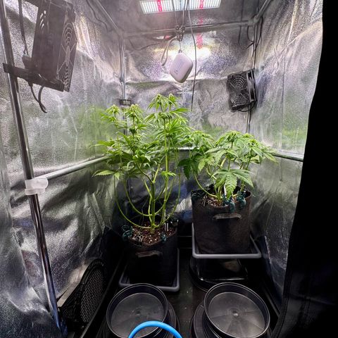 Pineapple Kush growlog photo: Nach dem Lollipoppen