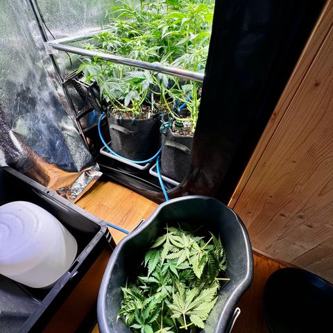 Pineapple Kush growlog photo: Nach dem Lollipoppen