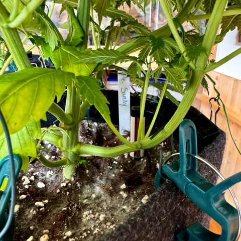 Pineapple Kush growlog photo: Nach dem Lollipoppen