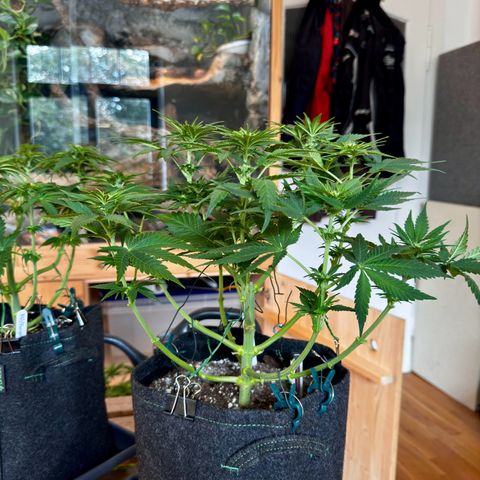 Pineapple Kush growlog photo: Nach dem Lollipoppen