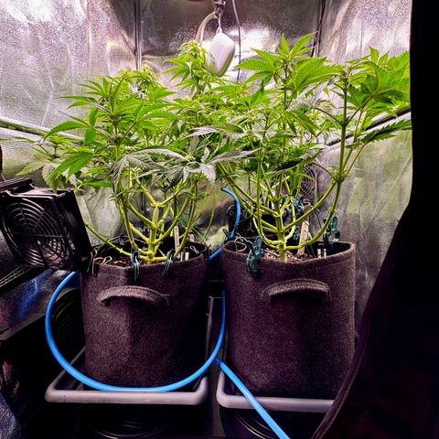 Pineapple Kush growlog photo: Nach dem Lollipoppen