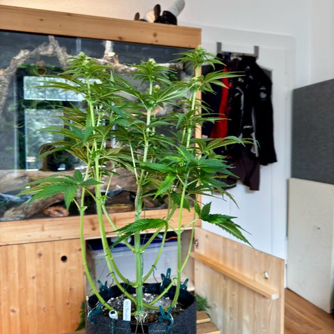 Pineapple Kush growlog photo: Nach dem Lollipoppen