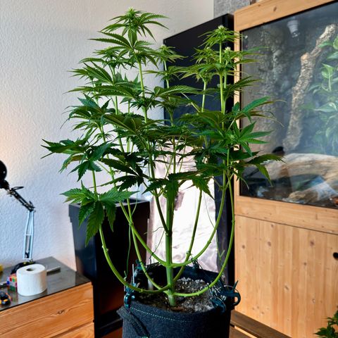 Pineapple Kush growlog photo: Nach dem Lollipoppen