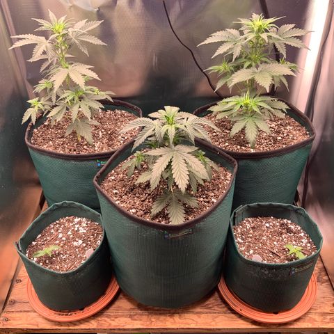 White Widow Auto x3 growlog timeline photo