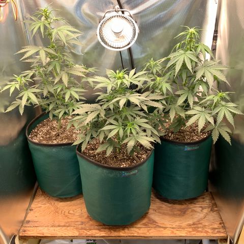 White Widow Auto x3 growlog timeline photo
