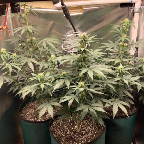 White Widow Auto x3 growlog timeline photo