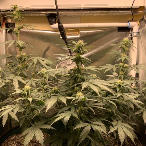 White Widow Auto x3 growlog timeline photo