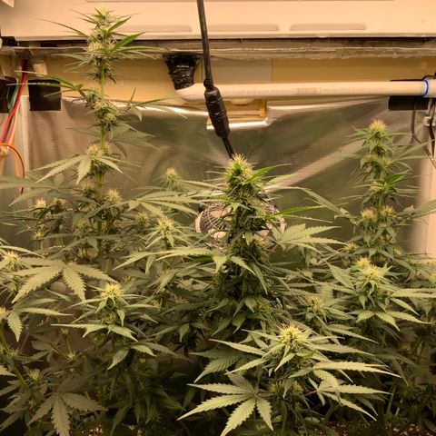 White Widow Auto x3 growlog timeline photo