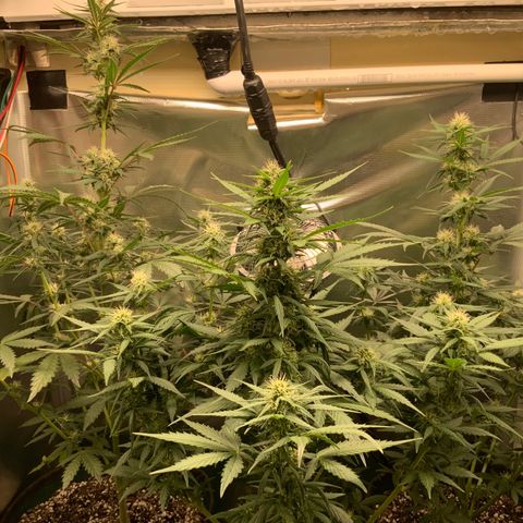 White Widow Auto x3 growlog timeline photo