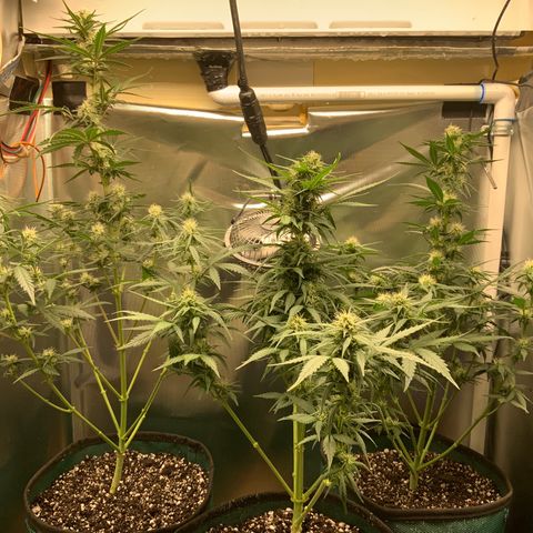 White Widow Auto x3 growlog timeline photo