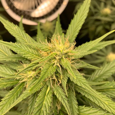 White Widow Auto x3 growlog timeline photo