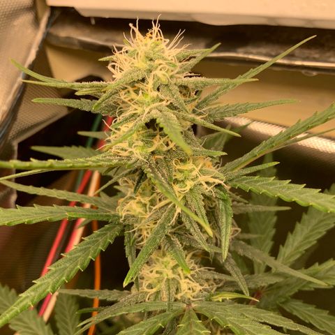 White Widow Auto x3 growlog timeline photo