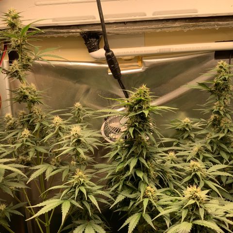 White Widow Auto x3 growlog timeline photo