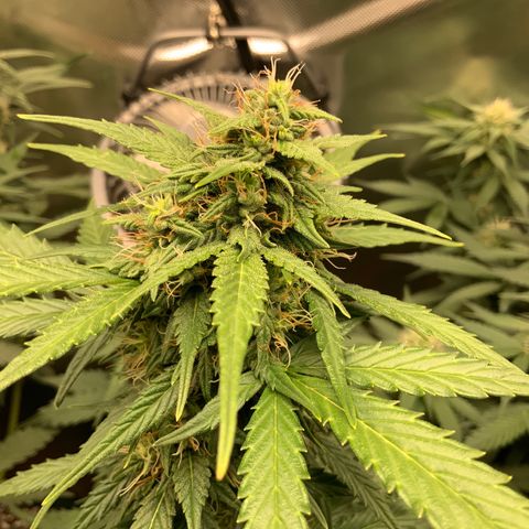White Widow Auto x3 growlog timeline photo