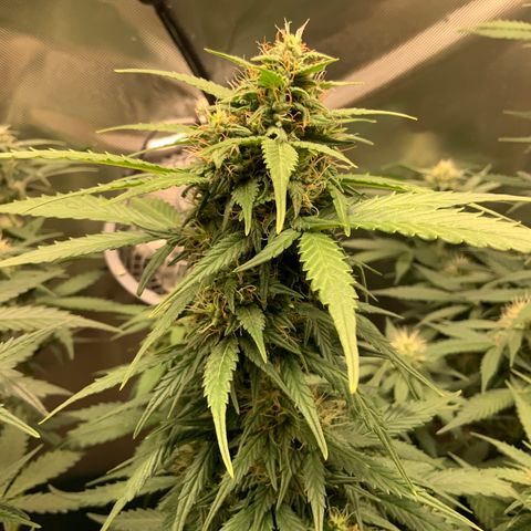 White Widow Auto x3 growlog timeline photo