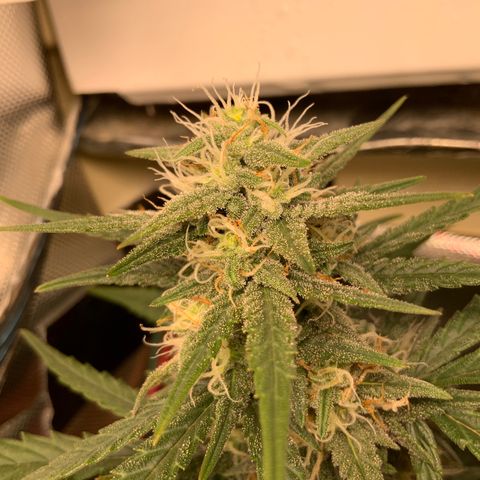 White Widow Auto x3 growlog timeline photo