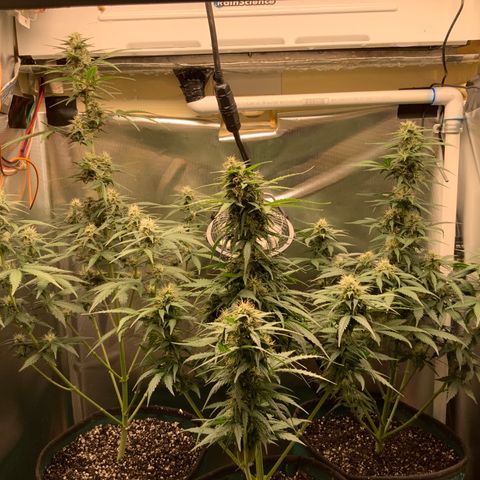White Widow Auto x3 growlog timeline photo