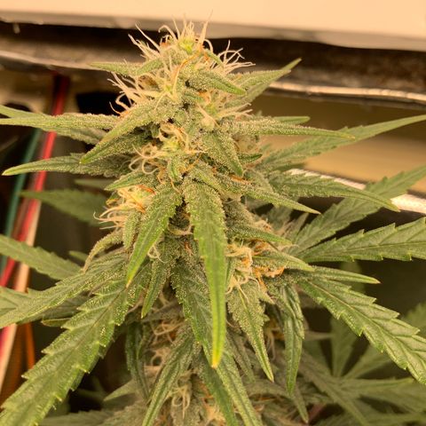 White Widow Auto x3 growlog timeline photo