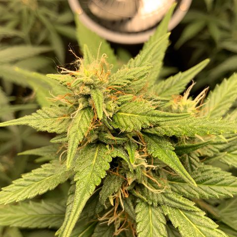 White Widow Auto x3 growlog timeline photo